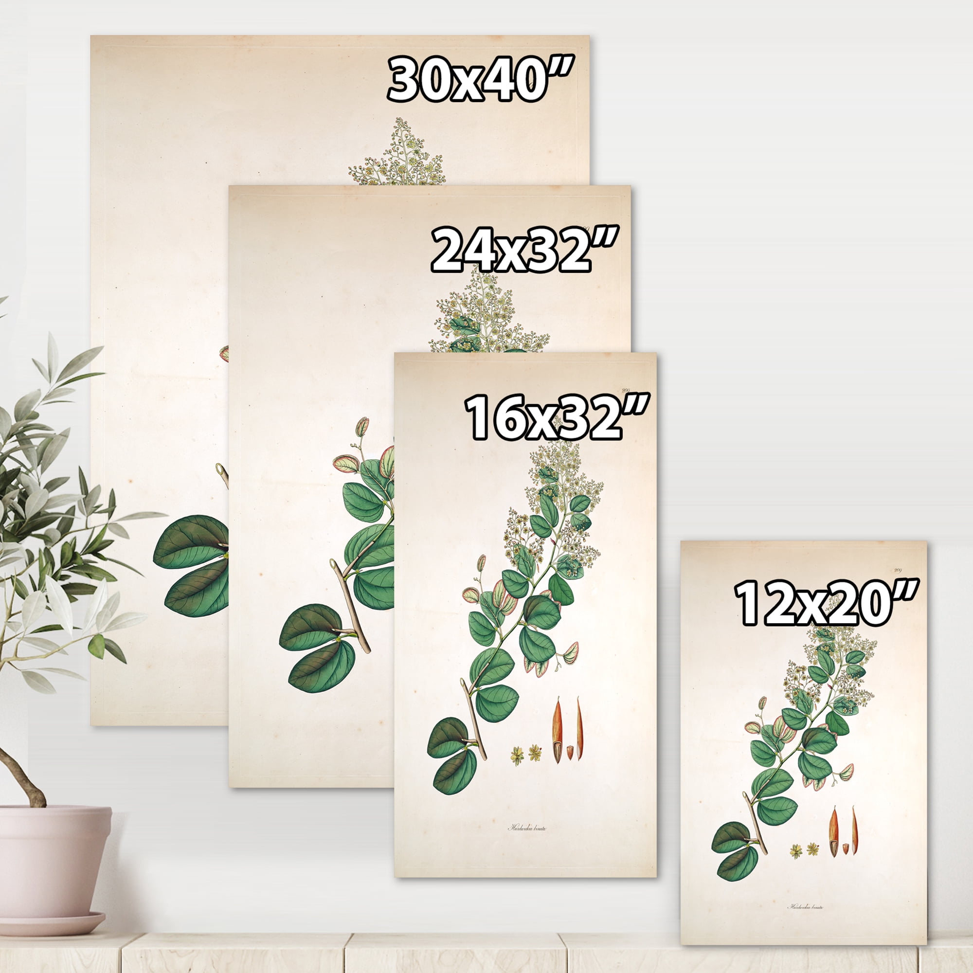 Designart ' Ancient Botanicals XIII ' Farmhouse Canvas Wall Art Print