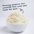 thumbnail image 4 of 4Sisters Premium Aromatic Jasmine Rice, 2 lb, 4 of 10