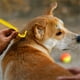 thumbnail image 5 of Peine para pulgas y herramienta para quitar garrapatas para mascotas Cepillo de aseo para perros/gatos Peine para quitar pulgas de acero inoxidable con mango ergonómico, 5 of 5