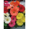 thumbnail image 5 of Better Homes & Gardens 2.5G Gerbera Daisy Day at Beach Mix Annual Live Plant, 5 of 6