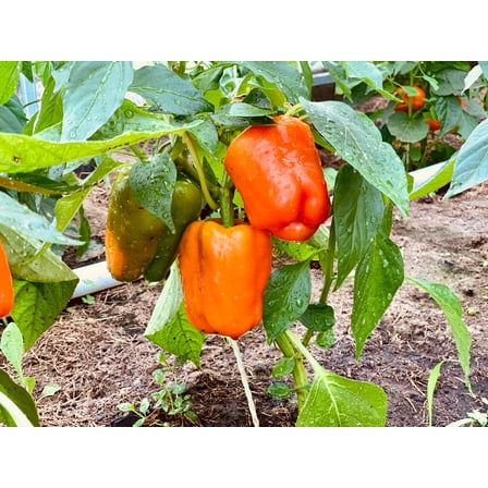 50 Seeds ORANGE Sun BELL PEPPER Sweet Capsicum Vegetable Seeds