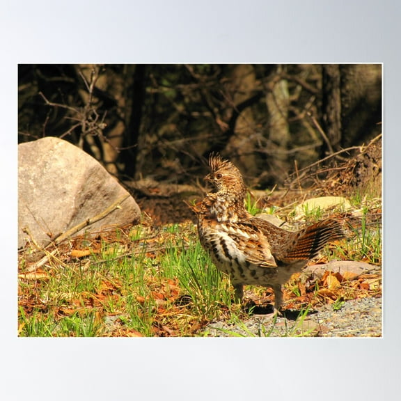 Ruffed Grouse Poster Wall Art, Modern Wall Decor For Living Room Bedroom, 8x12 UNFRAMED