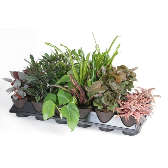 Costa Farms Exotic Angel 3.8" Houseplant Pot Plant