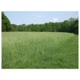 10 lb Cereal Rye Grain Seeds Open Pollinated Cover Crop Forage Deer