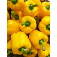 thumbnail image 3 of 20 Seeds Organic Yellow MINI BELL PEPPER Sweet Mild Miniature Capsicum Annuum Vegetable Seeds, 3 of 9