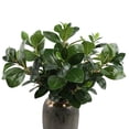thumbnail image 5 of High Watercress Greenery for Lifelike Home and Garden Decorative Landscaping, 5 of 5