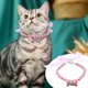 thumbnail image 5 of Xihbxyly Collar para Mascotas con Diseño de Corazón de Diamantes de Imitación, Moderno Collar para Perro, Colgante de Joyería Brillante, Perfecto para Fiestas y Festividades, Regalo de Boda, Disponib, 5 of 6
