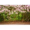 thumbnail image 2 of Bibikow, Walter 32x23 White Modern Wood Framed Museum Art Print Titled - Sweden-Scania-Molle-Krapperups Slott castle-ancient home of the Gyllenstierna family-public garden-, 2 of 4