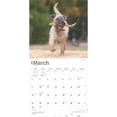 thumbnail image 3 of Soft Coated Wheaten Terriers | 2025 12x24" (Hanging) Wall Calendar | BrownTrout, 3 of 9