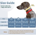 thumbnail image 4 of Collar Martingale Antitirones Mayerzon para Perros Medianos y Grandes, 4 of 7