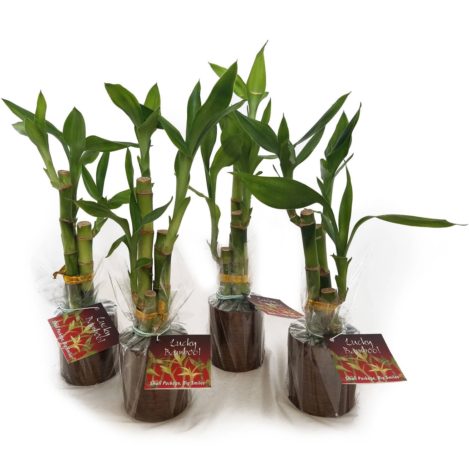 Micky's Minis, Set of 4, Lucky Bamboo, 3 Stalks, 15 cm - Walmart.com