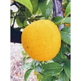 thumbnail image 3 of Fresh Southern California Meyer Lemons from Sunny Temecula 5lbs, 3 of 4