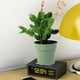 thumbnail image 4 of unbranded 16Ud Soporte Redondo De Para Macetas Con Antideslizante Y, 4 of 8