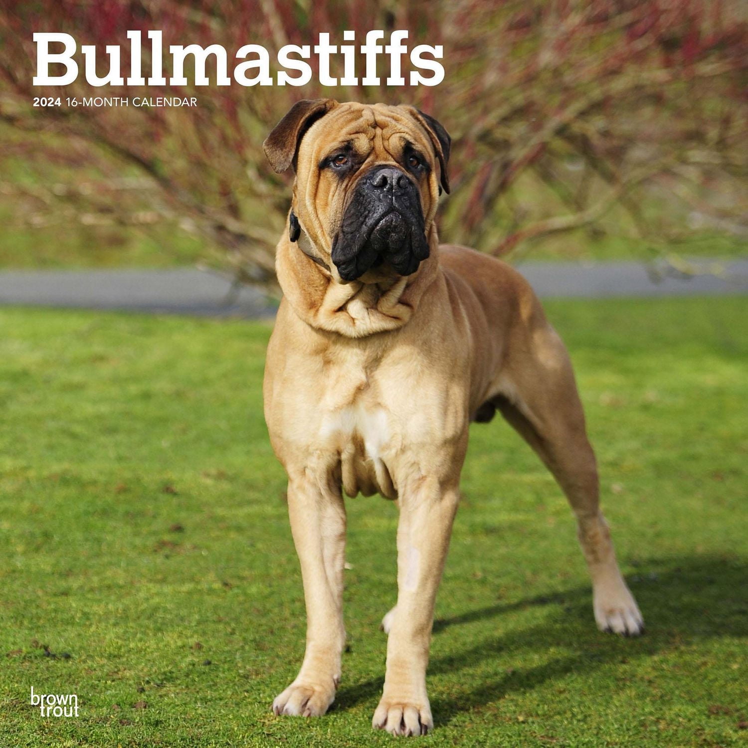 BrownTrout Bullmastiffs 2024 Mur Carré 30.48x60.96 CM, 9781975470685