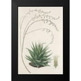 thumbnail image 2 of Unknown 11x14 Black Modern Framed Museum Art Print Titled - Agave Plant II, 2 of 5