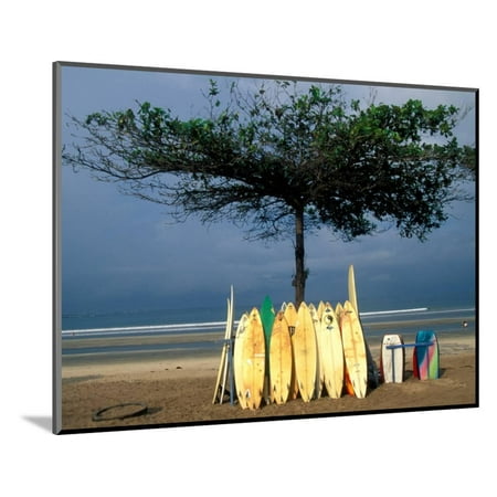 Surfboards Lean Against Lone Tree on Beach in Kuta, Bali, Indonesia Wood Mounted Print Wall Art By Paul