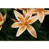 Euroblooms Lily Asiatic Orange Electric, 6 Flower Bulbs