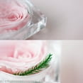 thumbnail image 3 of Amdohai Vraie Fleur de Rose Préservée dans une Boîte Transparente Rose Éternelle Parfumée, 3 of 7