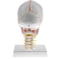 thumbnail image 4 of Réplicas de Modelos Anatómicos de Cráneo CUTICAT Tamaño Natural con Cuello Y Cervical, 4 of 8