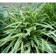 Classy Groundcovers, Variegated Creeping Lily Turf  Variegated Creeping Liriope, Lilyturf, Monkey Grass  (flat of 18 Pots, 4 inch square)