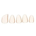 thumbnail image 4 of Milisten 5Pcs Professional PC Pipa Nails String Instrument Parts Pipa Accessories (Orange), 4 of 6
