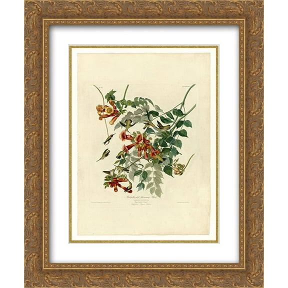 John James Audubon 2x Matted 20x24 Gold Ornate Framed Art Print 'Plate 47. Ruby-throated Humming Bird'