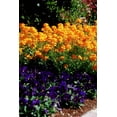 thumbnail image 4 of TomorrowSeeds - Siberian Wallflower Seeds - 6000+ Count - For 2026 Planting Cheiranthus Allionii, 4 of 5