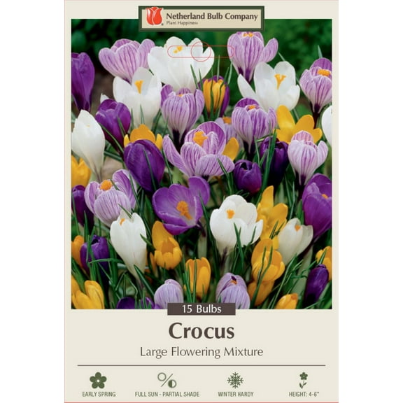 Large Flowering Crocus Mixture - 8/9 cm Bulbs -15 Bulbs