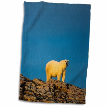 3dRose Canada  Nunavut Territory  Adult Male Polar Bear standing - Towel  15 by 22-inch