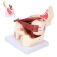 thumbnail image 4 of Modèle Dœil Humain, Modèle Denseignement de PVC Dobservation Facile pour la Communication de Patient de Médecin, 4 of 8