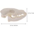 thumbnail image 3 of Inteprter Réplica realista de calavera de resina, modelo de hueso de zorro salvaje, esculturas decorativas de animales, estilo gótico para el hogar, Decoración Inteprter HA011087-00B, 3 of 6