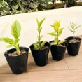 thumbnail image 4 of 100/50PCS Thickened Seedling Bag with Holes Plastic Flowerpot Flower Plant Breathable Container Garden Vegetable Planting Pots, 4 of 10