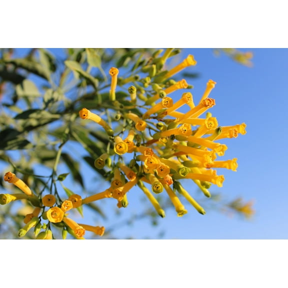250 TREE TOBACCO Nicotiana Glauca Yellow Trumpet Flower Herb Shrub Seeds