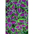 thumbnail image 2 of Engelbrecht, Jim 11x14 White Modern Wood Framed Museum Art Print Titled - Coleus plant, 2 of 4