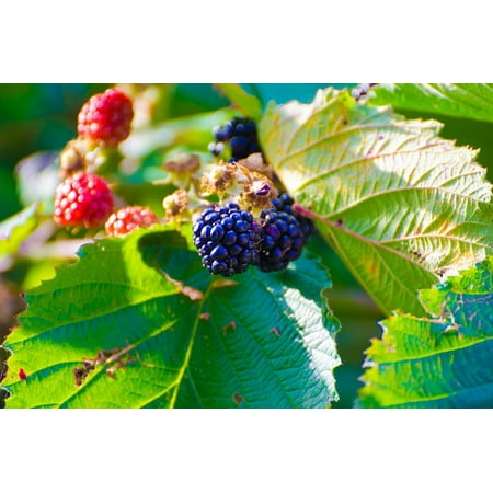 LAMINATED POSTER BlackBerry Bush Berry Fruit Thorn Bush Fruit Plant Poster Print 11 x