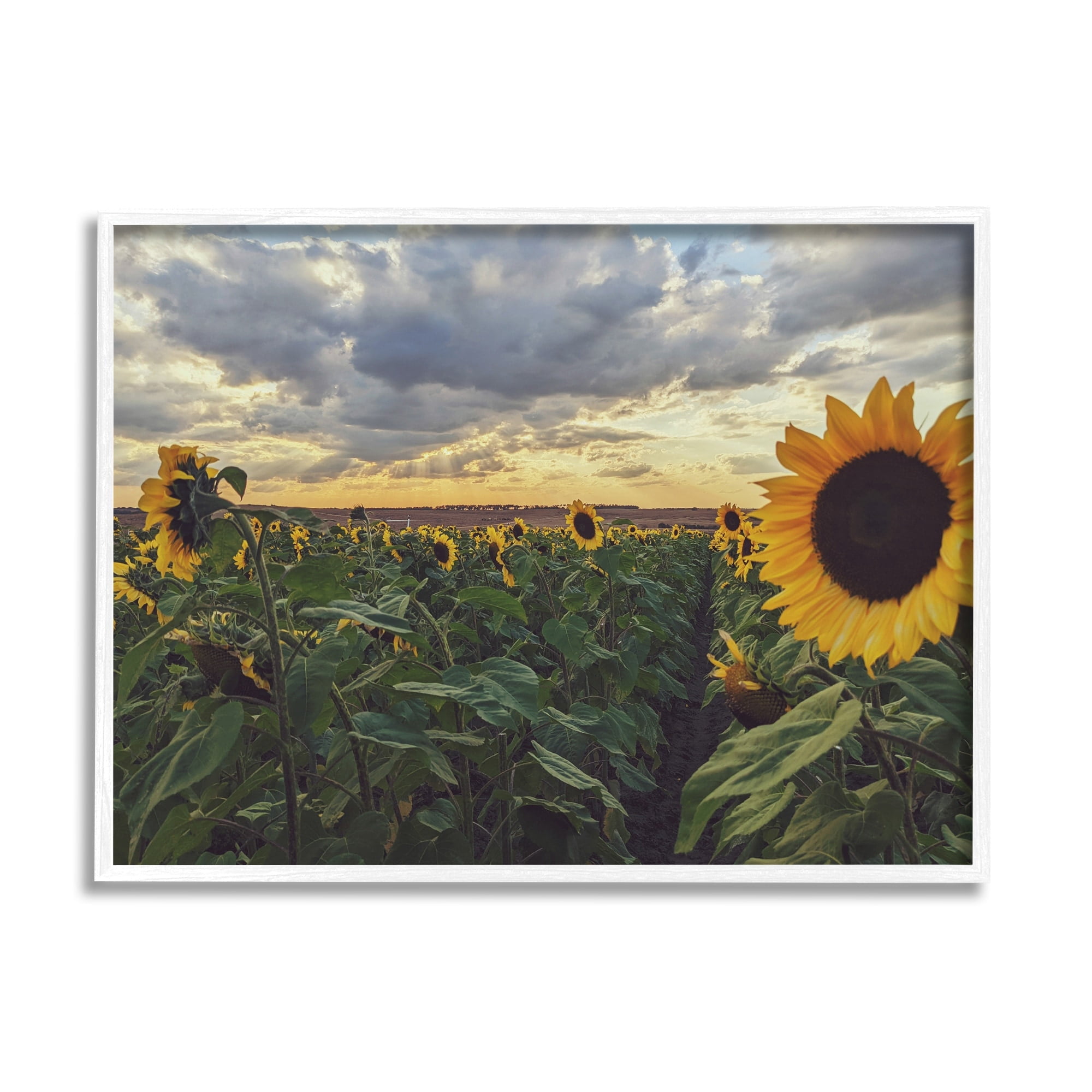 Stupell Industries Sunny Sunflower Patch Field Panoramic Cloudy Sky Framed Wall Art, 20 x 16, Design by Kali Wilson
