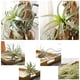 thumbnail image 5 of Planta Artificial de Hierba de Piña en Varios Tamaños para Decoración de Hogar, Oficina o Bodas – 6 Estilos de Plantas Verdes Simuladas en Plástico de Alta Calidad, 5 of 7