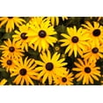 thumbnail image 4 of Brown Eyed Susan Flower Seeds, 3000 Heirloom Seeds Per Packet, Non GMO Seeds, 4 of 9
