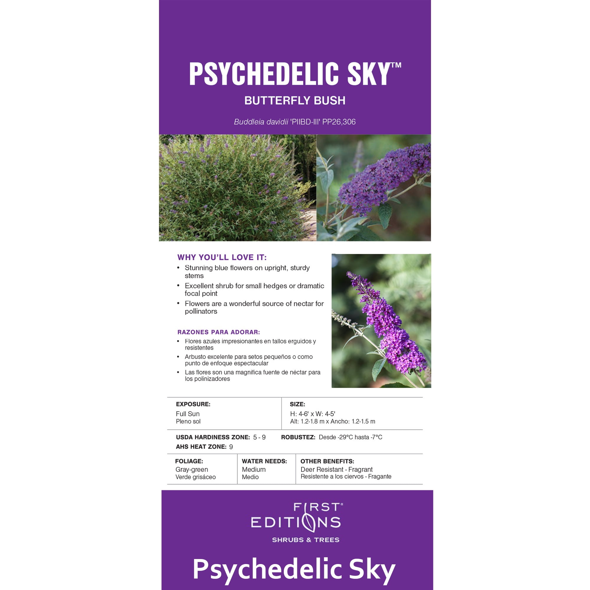First Editions Buddleia Psychedelic Sky Live Shrub in 2-Gallon Grower Pot
