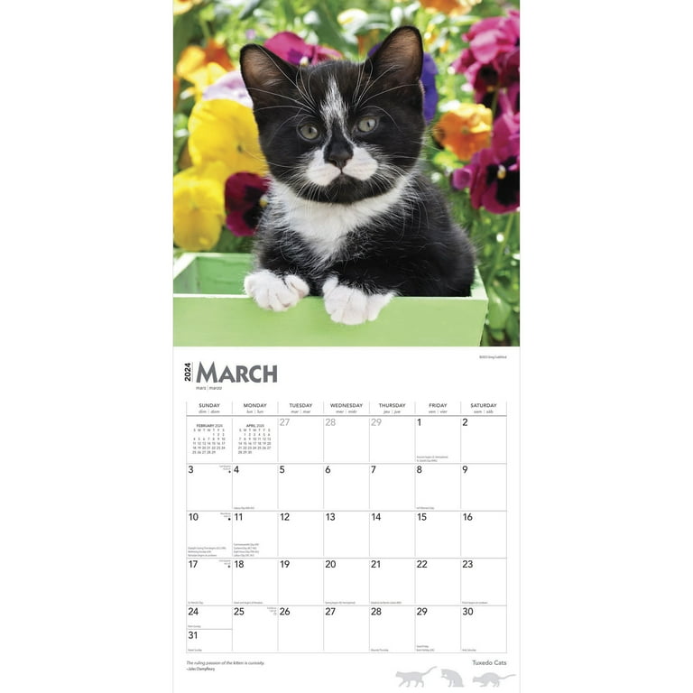 Tuxedo Cats | 2024 12x24" (Hanging) Square Wall Calendar | BrownTrout -  Walmart.com