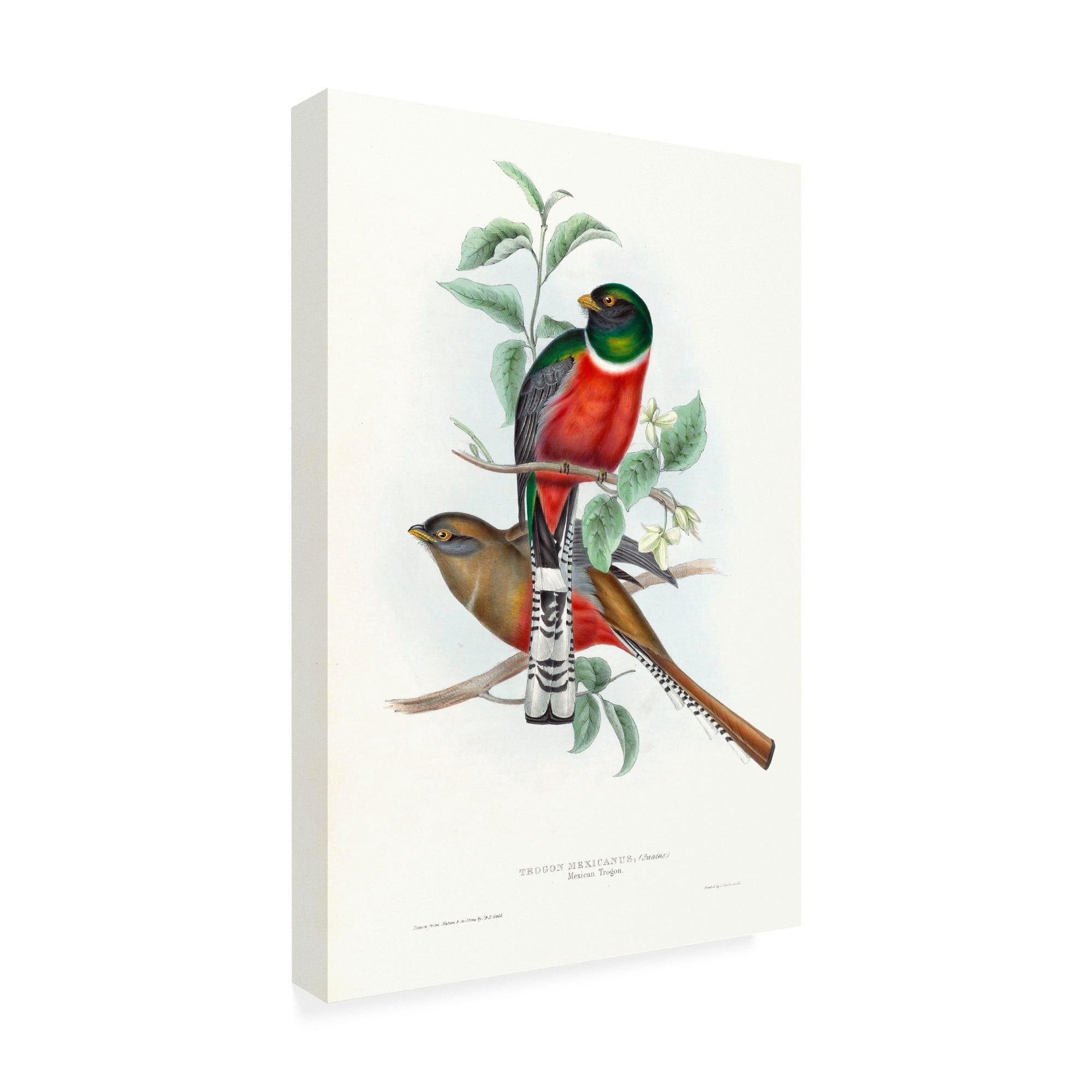 Trademark Fine Art 'Tropical Trogons V' Canvas Art by John Gould