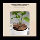 thumbnail image 5 of Protector de Suelo para Maceta con Clavos, Rejilla para Maceta, Cubierta para Maceta, para BebéS, Ratones, JardíN, Hogar, Protector de Plantas, Repelente de Gatos, Verde., 5 of 5