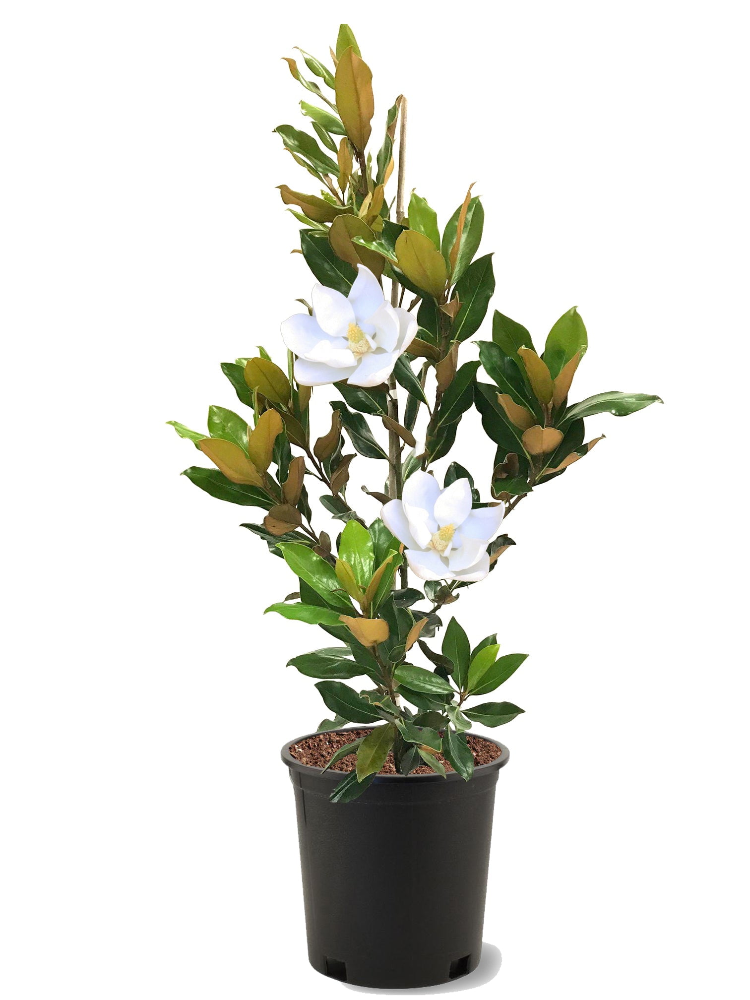 Expert Gardener 3-4 ft. tall Kay Paris Southern Magnolia Live Tree