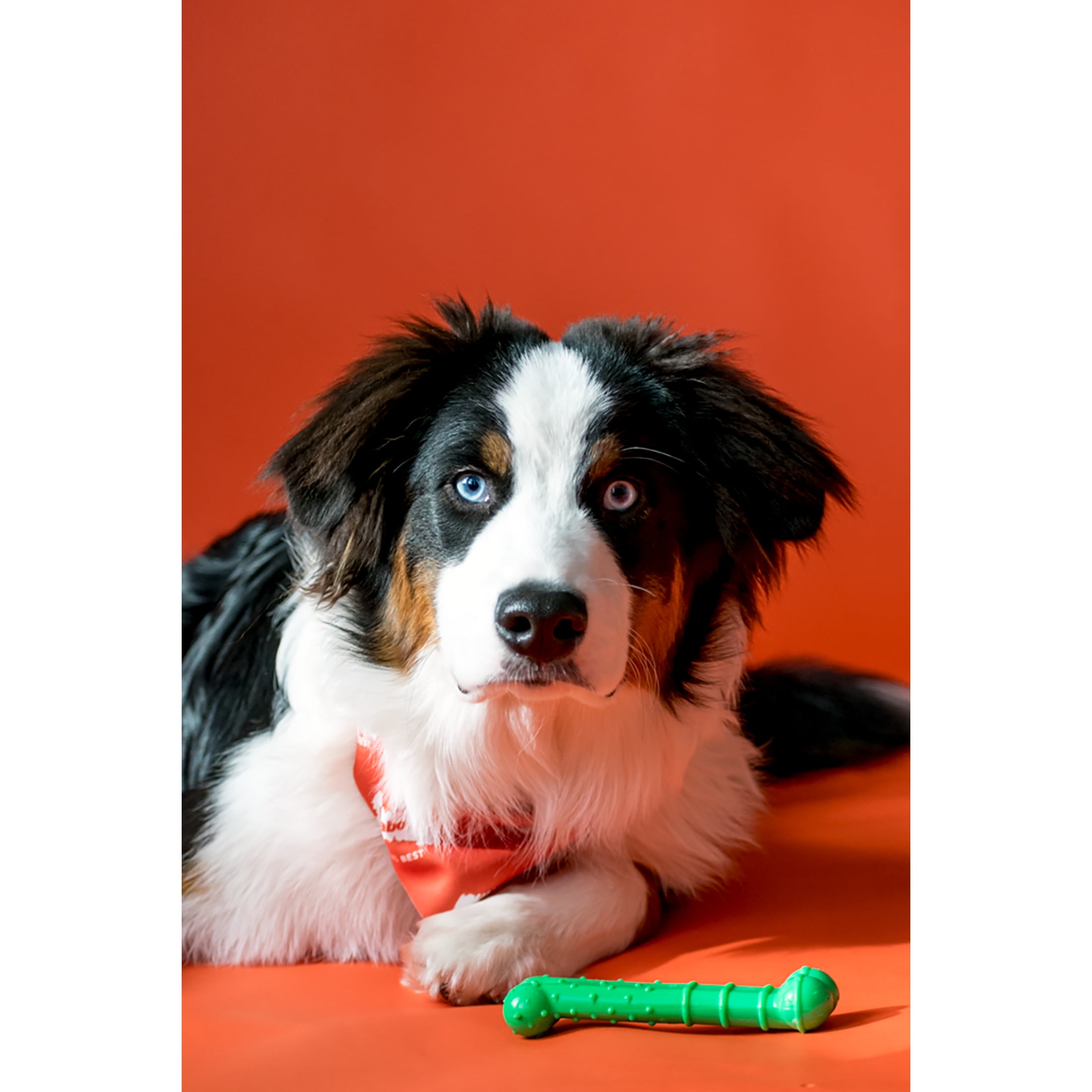 (3 pack) Nylabone Power Chew Textured Bone Dog Toy, Dog Chew Toy, Chicken Flavor, Medium, 1 Count