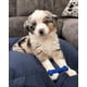 thumbnail image 4 of Huesito masticable azul para perro raza chica, 4 of 9