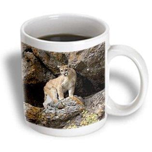 3dRose Puma, Yellowstone NP, Montana - US27 JMC0006 - Joe and Mary Ann McDonald, Ceramic Mug, 11-ounce