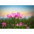 thumbnail image 2 of wall26 - Pink Lotus Flowers Looking Over The Sunset - Wall Mural, Removable Sticker, Home Decor - 100x144 inches, 2 of 6