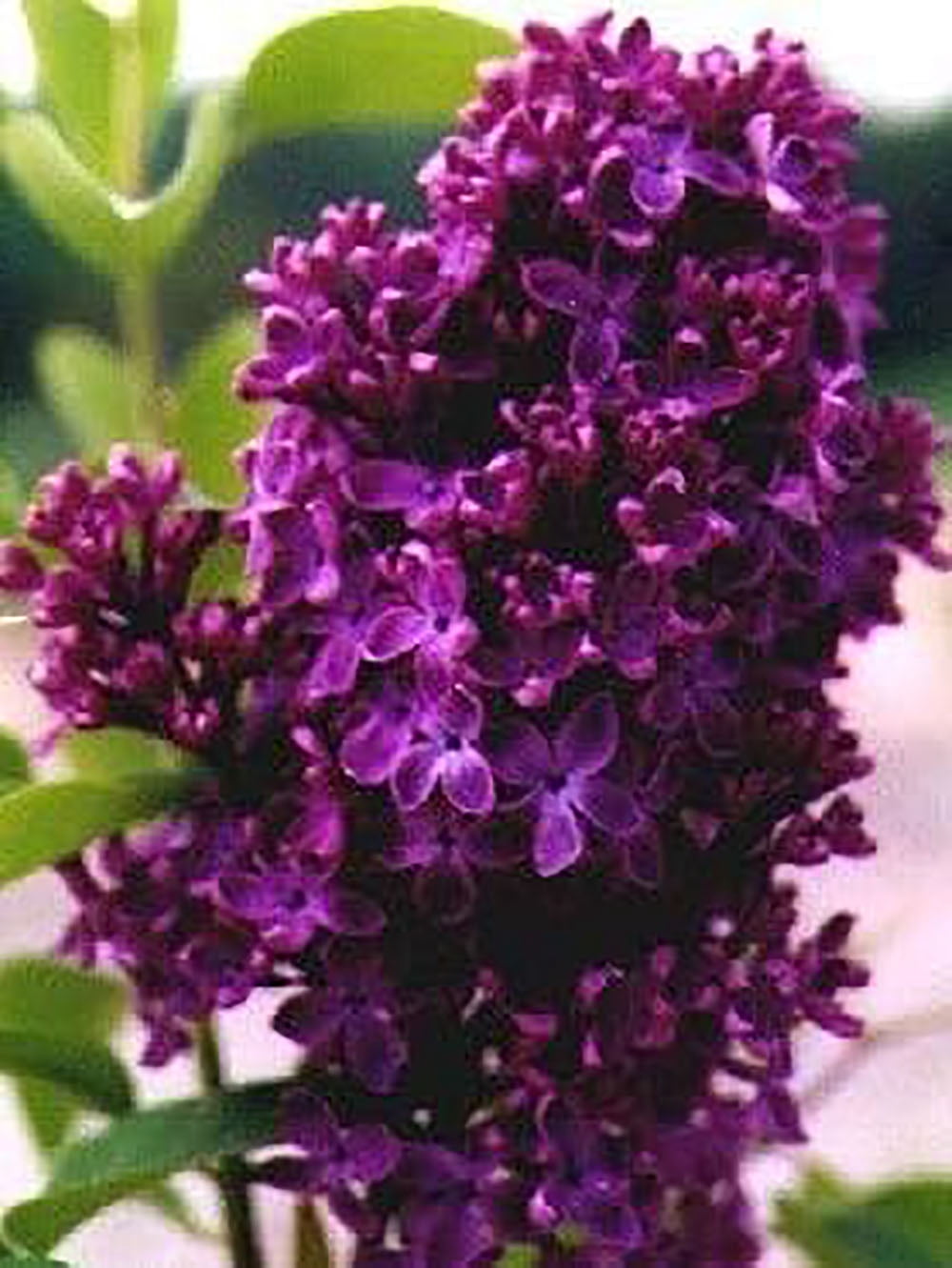 Monge Lilac, Starter Potted Plant, Dark Purple/Red Flowers, Great as a