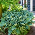 thumbnail image 4 of Giant Hosta Perennial Plant  - 3 Bare Roots - Extra Large Blue-Green and Yellow-Green Leaves - Perfect for Landscaping, Shade Garden - Easy to Grow!, 4 of 6