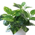 thumbnail image 4 of Visland Mini Fake Plants in Pots,Artificial Plastic Green Plants, Potted Faux Plants Indoor for Office Desk Coffee Table Bathroom Bedroom Home Decorations, 4 of 4